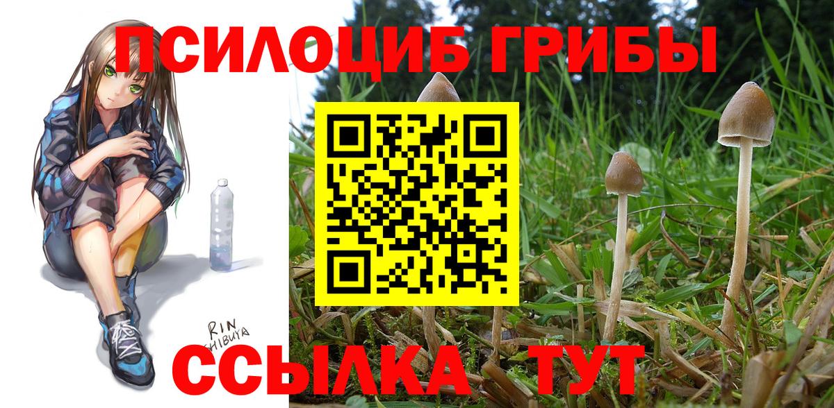 Галлюциногенные грибы Psilocybine cubensis Волгоград